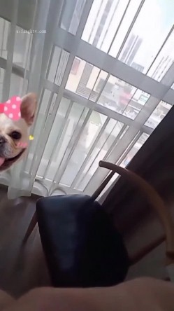 【调教母狗】年轻女友【可儿】骚主【王教练的骚母狗】55V 截图4