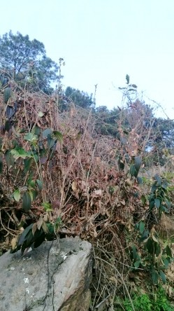 户外大神~【不翘退钱】两骚闺蜜~野外马路~小树林跳蛋全裸 截图1