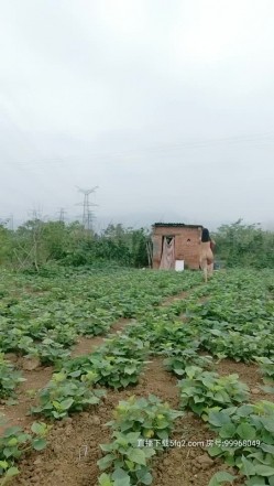 小骚货的户外之旅漏出玩跳弹，小河边大树下撅着屁股玩跳弹，全裸自慰上树老农家的彩田全裸游行不要错过 截图16