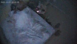 酒店偷拍 连续两天入住情侣气质甜美又身材不错的美女喜欢上位榨取男友精液 截图9