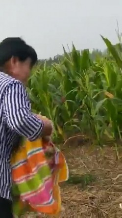 大爷阿姨操逼真不计较 大白天在玉米地三轮车上就干上了 操完用水洗洗逼在操 截图10