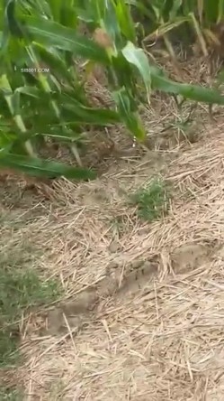 大爷阿姨操逼真不计较 大白天在玉米地三轮车上就干上了 操完用水洗洗逼在操 截图14