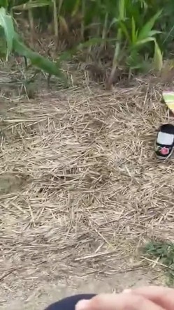 大爷阿姨操逼真不计较 大白天在玉米地三轮车上就干上了 操完用水洗洗逼在操 截图15