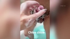 超顶绿帽淫妻【Chloe Chloe】订阅视图，约单男各种性爱3P，愿望被天下所有男人肏 截图16