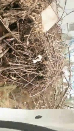 野外~玩刺激~玩心跳~【无敌小表妹】2男2女~车震小树林~茅屋~操出血，家中3P啪啪 截图9