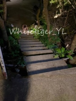 《重磅炸弹 无水首发》极品露脸反差清纯正妹！推特网红白虎_YL私拍~喝尿道具调教肛交3P户外露出能玩的都玩了 截图6