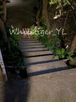 《重磅炸弹 无水首发》极品露脸反差清纯正妹！推特网红白虎_YL私拍~喝尿道具调教肛交3P户外露出能玩的都玩了 截图8