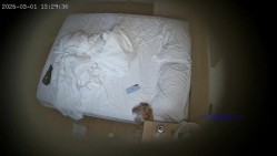 酒店连续两天入住的情侣婴儿肥大胸美女让黑皮男人揉大奶操穴 截图16