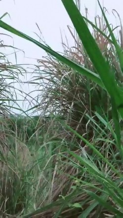 剧情演绎两个少妇忽悠小哥去爬山驾车野外双飞，喜不喜欢钻洞丁字裤勒逼，地上铺上垫子开操，口交上位骑坐猛操 截图4