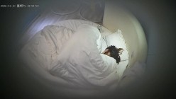 酒店情趣圆床偷拍年轻情侣邻家小姐姐挨操后媚眼如丝拽着男友JJ不撒手 截图11