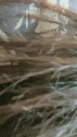 【叶罗丽精灵梦】，19岁师范大学生，青春美少女，完美胴体，人气直接登顶，主打的就是一个粉 截图2