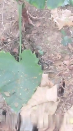 太牛逼了大白天帅哥和妹子马路边车来车往的草地上露出做爱这的治安太好了也没人上来骚扰一下 截图3