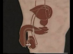 国产性教育片 医学视频阳痿早洩的治疗和壮阳 截图1
