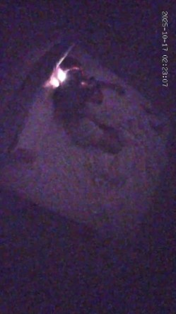 酒店偷拍 年轻情侣开房小哥开干前先给漂亮女友拍个淫照口爆后入不能少 截图5