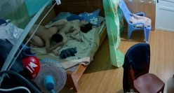 居家摄像头破解 年轻小伙和丰满的老婆午休时间来一炮吃鲍鱼啪啪 截图5