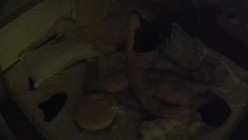 酒店偷拍精品 性欲很强的高颜值美女感情生活混乱，大哥操完男友操 截图7