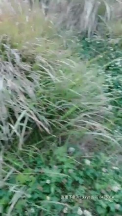 【浪逼淫妹】淫荡美少妇驾车户外野战3P啪啪地上铺上布，口交后入大力猛操一个搞完再换另一个 截图9