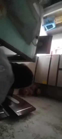 真实母狗邻居【独恋猫猫】 调教邻居母狗，露脸，喝尿，操尿，SM，骚话对白，捆绑，毒龙，三通，装修新房里干 截图5
