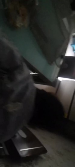 真实母狗邻居【独恋猫猫】 调教邻居母狗，露脸，喝尿，操尿，SM，骚话对白，捆绑，毒龙，三通，装修新房里干 截图9