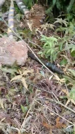 小胖哥偸情漂亮苗条小姨子户外山上野战扶着树后入搞的正在性头上被路人打断吓尿了赶紧换个地方继续搞 截图5