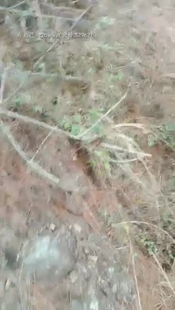 小胖哥偸情漂亮苗条小姨子户外山上野战扶着树后入搞的正在性头上被路人打断吓尿了赶紧换个地方继续搞 截图6
