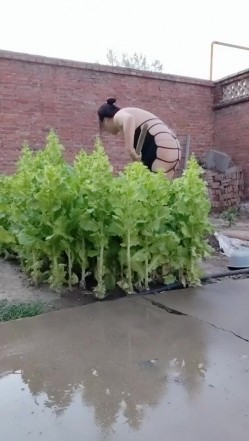 熟透了的老葱【喜欢黑人】农村骚妇巨奶肥臀~大院道具裸奔~树林啪啪 截图3