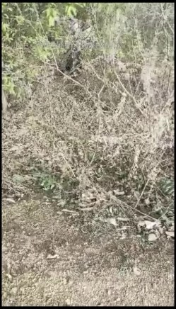 少妇突袭老汉村勾引放羊老农 →燕姐户外 把大爷拉到小树林按倒强奸刺激3P疯狂榨汁吸干阳气 截图7