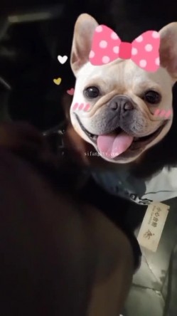 【调教母狗】年轻女友【可儿】骚主【王教练的骚母狗】55V 截图3