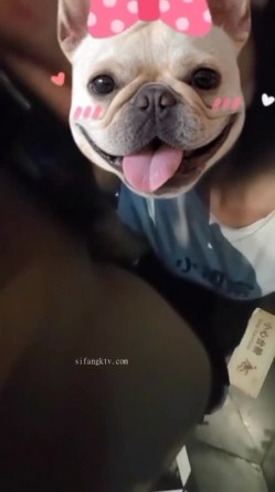 【调教母狗】年轻女友【可儿】骚主【王教练的骚母狗】55V 截图7