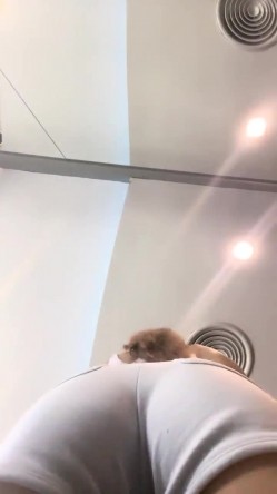 网黄界的黑马，瀑布式喷水，【翘臂桃桃】泰国游，到健身房玩跳蛋，牛郎圈找牛郎，被操的大喷水 截图1