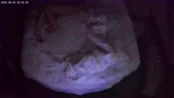 两天实录 热衷扣穴的男友 被窝里干了两次 扣了好几个小时女友穴 截图16