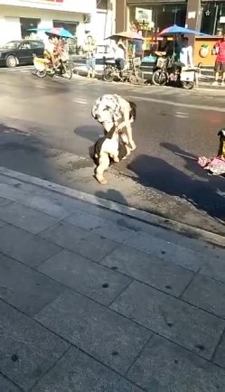 大街上实拍正室与小三互殴裤衩干飞露阴部太猛了 截图11