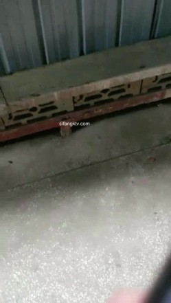 野外~玩刺激~玩心跳~【无敌小表妹】2男2女~车震小树林~茅屋~操出血，家中3P啪啪 截图11