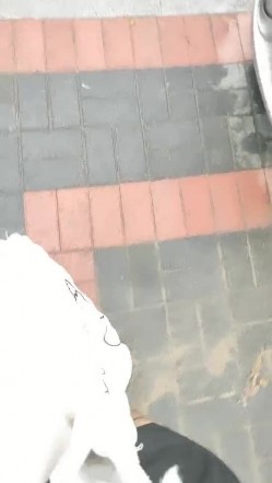 爆乳户外骚母狗，公园爬行逼里塞AV棒，口交乳交大鸡巴，户外撒尿，让大哥无套各种抽插玩弄骚奶子真骚 截图14