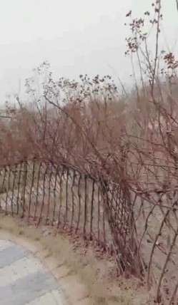 性感少妇穿着开裆黑丝勾搭网约车司机到郊野公园车震野战 截图9