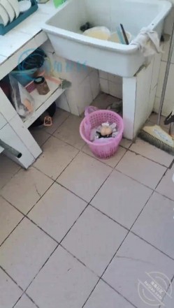 海角『新婚骚弟媳』竟是曾经的炮友 拿捏弟媳沦为专属母狗 婚纱照前口爆吞精 小母狗嘴当逼来操 截图1