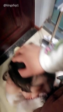 新人18岁小粉【鸭鸭是个m】顶级校花 好骚sm捆绑自慰 被男友道具狂玩屄 调教口爆吞精太糟蹋 截图3