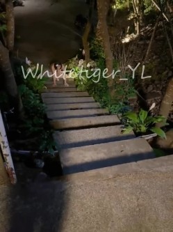 露脸才是王道！极品反差小浪女【白虎_YL】大胆私拍闹市人前露出口塞淫靡打炮调教样样齐全 截图11