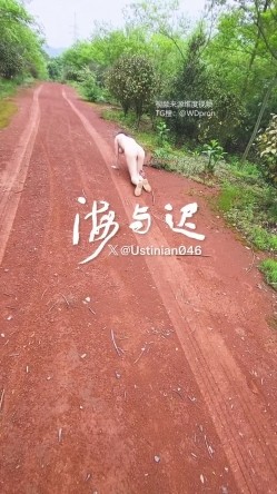 顶级调教大神，回归携多位少妇母狗调教，刺激花式玩法「海与迟」165车模冷白皮黑丝母狗车展当晚拿下，抽逼奴性M配合度非常高 截图13