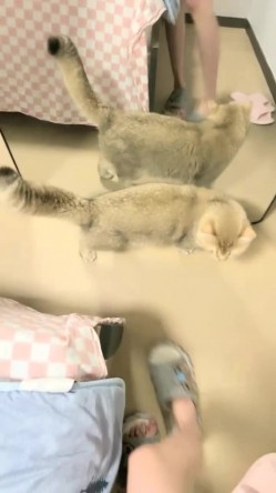 ️正宗大学生宿舍直播【困困兔】道具狂插流白浆，眼镜妹，室友睡着偷偷脱光，身材不错诱人 截图5