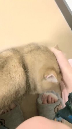 ️正宗大学生宿舍直播【困困兔】道具狂插流白浆，眼镜妹，室友睡着偷偷脱光，身材不错诱人 截图6