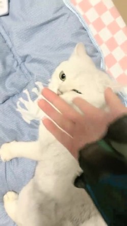 ️正宗大学生宿舍直播【困困兔】道具狂插流白浆，眼镜妹，室友睡着偷偷脱光，身材不错诱人 截图9