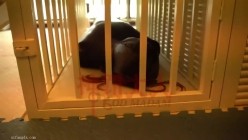 极品超强医生女S【北京神罚大人】长视频福利，极限调教责罚狗奴，马眼寸止榨精，各种花活儿 截图10