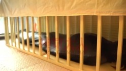 极品超强医生女S【北京神罚大人】长视频福利，极限调教责罚狗奴，马眼寸止榨精，各种花活儿 截图11