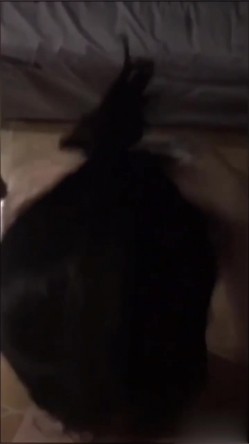 网红露脸口交，这口活儿没得说，又快又爽。男：喜欢吃大鸡巴吗？ 女：嗯摁，我想要鸡鸡打我脸，哈哈~哈哈。 截图4