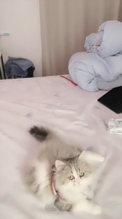 萝莉校花推荐 超正点【1点萝】美到让你鸡巴翘起 道具自慰喷水 看脸就能射的学生妹 罕见啪啪干爽 截图4
