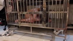真枪实弹折磨凌辱女奴！推特私密圈国内各路SM调教大神分享作品~各类露脸反差母狗被玩弄 截图6