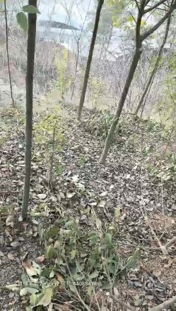 户外勾引大爷玩3P，鸡巴个不小毛都掉完了一口就硬，大爷草逼得姿势也很多，笑容满面玩的真开心，时间还挺长呢 截图1