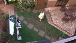 SHKD-439 義父に犯された巨乳若妻 黒木アリサ 截图2