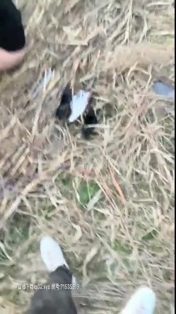 光天化日的叫来村里的大爷和妹子在庄稼地里打野战 胆子太大了吧完全无遮挡 有点土味的妹子大爷很喜欢 截图13